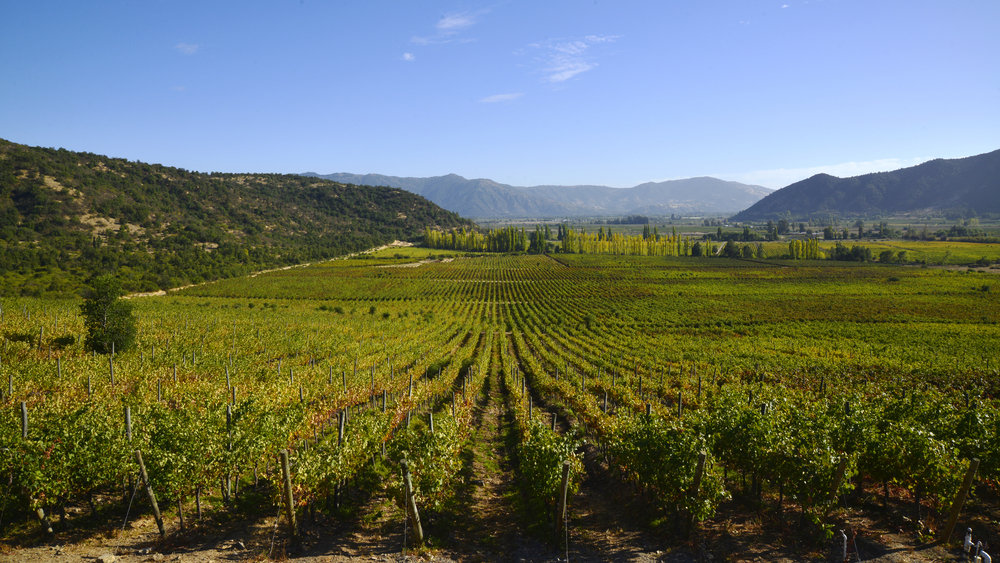 Salida pedagógica Viñas Del Valle Viña Valdivieso